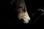 cows1