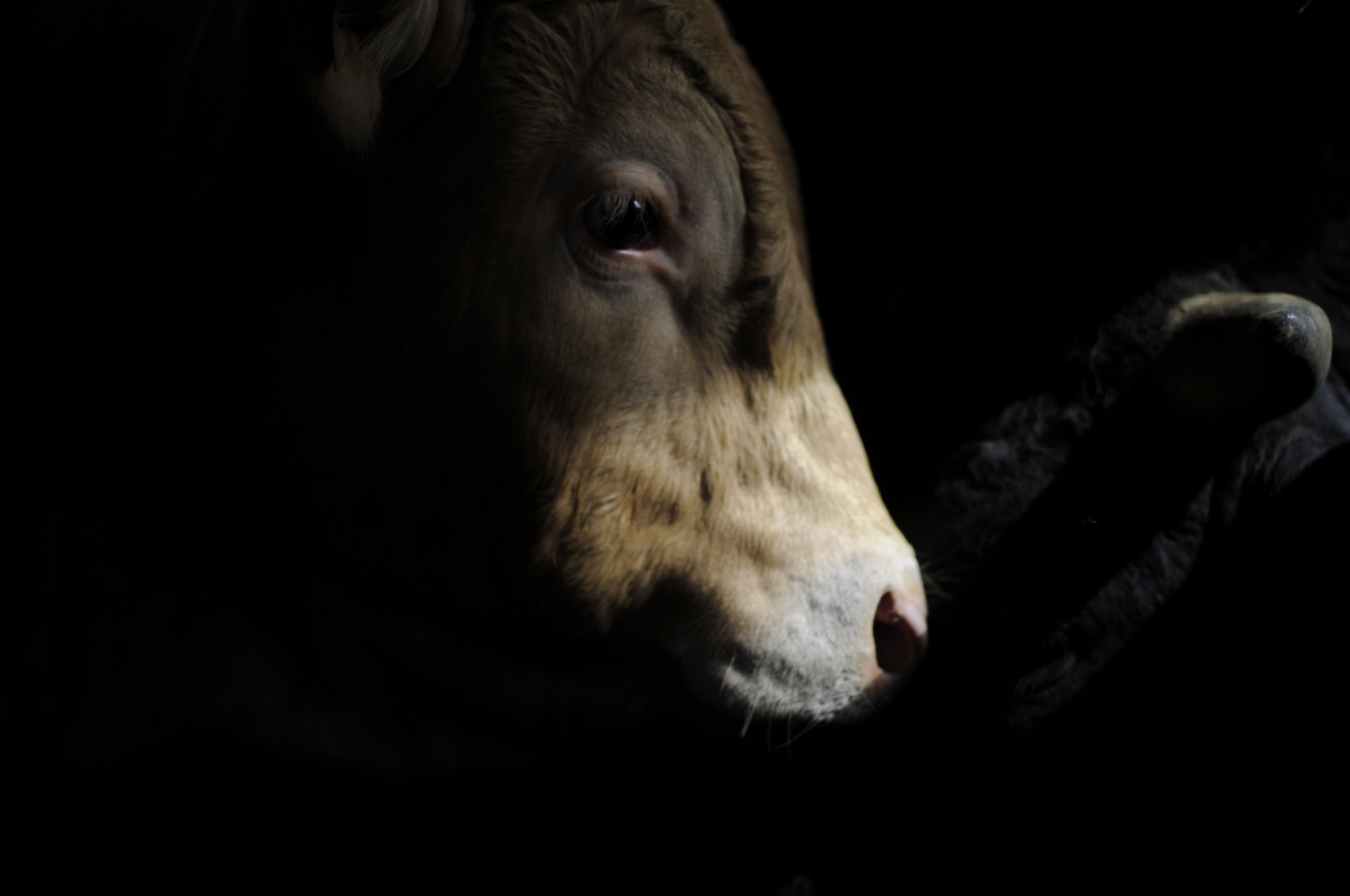 cow